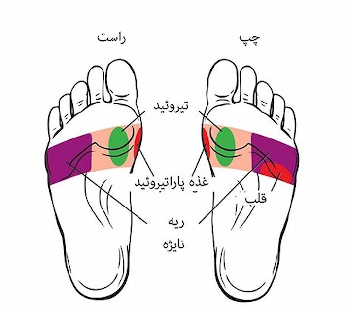 قسمت مرکزی کف پا 569